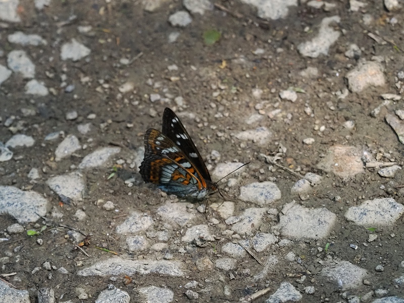 蝶標本 北海道産オオイチモンジ3♀ 大型81mm1♀と74mm2♀ 北海道